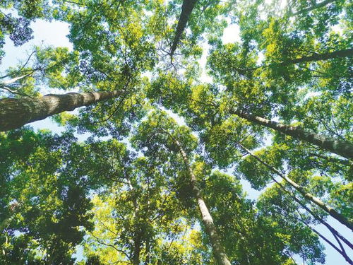 海南首批林木种质资源库及重点林木良种基地公布