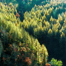中国林木图片