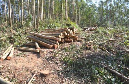 砍伐自己种植的林木也犯法?如何申请林木采伐许可证?